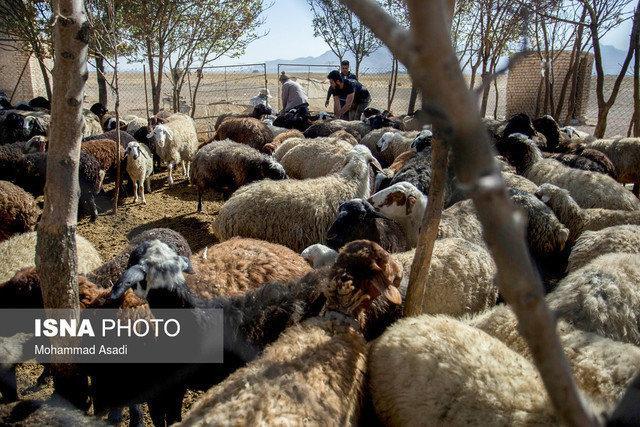 آمادگی کمیته امداد برای تولید دام مورد نیاز کشور آمادگی کمیته امداد برای فراوری دام مورد احتیاج کشور